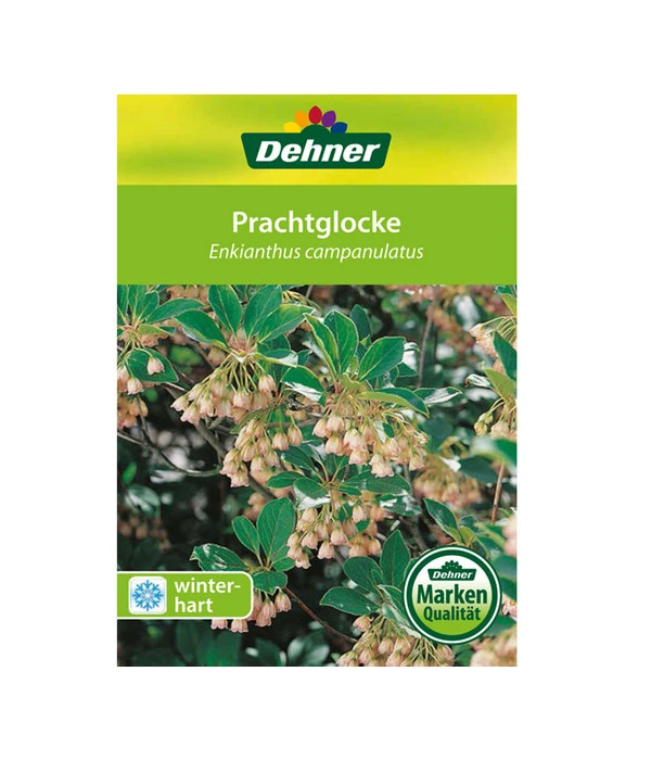 Prachtglocke 4 Prachtglocke – Bild 2