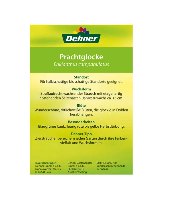 Prachtglocke 5 Prachtglocke – Bild 3