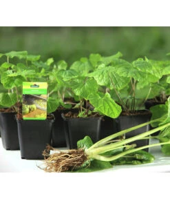 Wasabi -Ecopotos Geschaft 20120718 WE MO 001 Wasabi Gs kleine Planzen 03