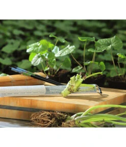 Wasabi -Ecopotos Geschaft 20120718 WE MO 002 Wasabi Gs Reibe Matte Totale