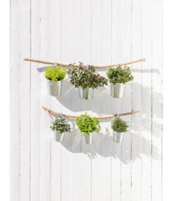 Dehner Gourmet Garten Zitronenmelisse 6 Dehner Gourmet Garten Zitronenmelisse -Ecopotos Geschaft 20181011 PR MO 003 Kraeuter 04 2