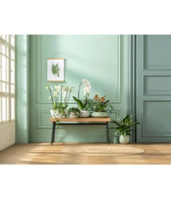 Kleine Zimmerrebe - Cissus Striata -Ecopotos Geschaft 20181115 PR MO 001 Orchideen GC01 01