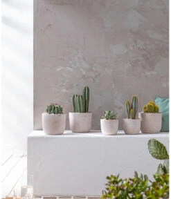 Agave 'Cuba' - Agave, Verschiedene Sorten -Ecopotos Geschaft 20190301 PR MO 001 Kakteen und Succulenten 01