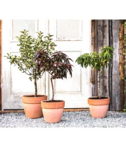 Zwergbirne 'Luisa' 6 Zwergbirne 'Luisa' -Ecopotos Geschaft 20190626 WE MO 002 ZwergundSaeulenobst GC10 2020