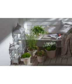 Efeu, Grün 9 Efeu, Grün -Ecopotos Geschaft 20190920 PR MO 002 Herbststart Skimmia GC 18 2020