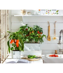 Pick-a-Tom® Cocktailtomate Mit Früchten, Rot -Ecopotos Geschaft 20200604 WE MO 001 IndoorTomatePaprika 2021 GC11