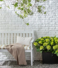 Rispen-Hortensie 'Little Lime®' -Ecopotos Geschaft 20200610 77224686 WE MO 002 Hortensie 2021 GC09 01