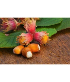 Dehner Haselnuss 'Rote Zellernuss' 11 Dehner Haselnuss 'Rote Zellernuss' -Ecopotos Geschaft 20200701 PR MO RoteZellernuss 32927418 123rf