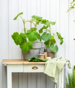 Mini Schlangengurke 11 Mini Schlangengurke -Ecopotos Geschaft 20200717 8842643 WE MO 002 CucurbitaePepoZucchiniGruen 2021 GC13 01