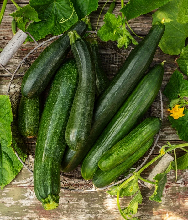 Mini Schlangengurke 6 Mini Schlangengurke – Bild 4