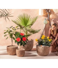 Zimmerhibiskus - Hibiscus Rosa-sinensis, Verschiedene Sorten 13 Zimmerhibiskus - Hibiscus Rosa-sinensis, Verschiedene Sorten -Ecopotos Geschaft 20210520 WE MO 001 Orientalisch