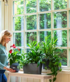 LECHUZA® Kasten DELTA, All-in-One-Set -Ecopotos Geschaft 2418598 WE MO 001 DeltaAnthrazitPruoColor 2427508 5496443