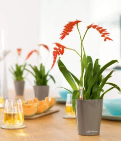 LECHUZA® DELTINI, All-in-One-Set 9 LECHUZA® DELTINI, All-in-One-Set -Ecopotos Geschaft 2425130 WE MO 001 MINIDELTINItaupehochglanz