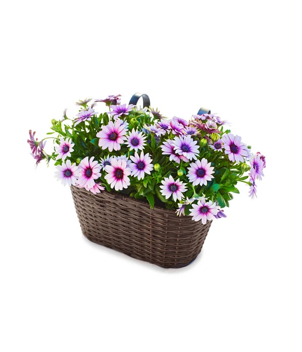 Dehner Polyrattan-Hängekasten, Braun, 30 X 16 X 26 Cm 4 Dehner Polyrattan-Hängekasten, Braun, 30 X 16 X 26 Cm – Bild 2