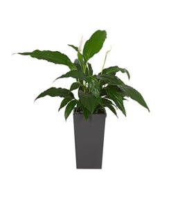 Dehner Kunststoff-Topf Elise, Konisch, Matt, Inkl. Bewässerungsystem -Ecopotos Geschaft 2539518 PR MO 001 KunststoffTopfEliseAnthrazitBepflanztDehnerExpressHerzig