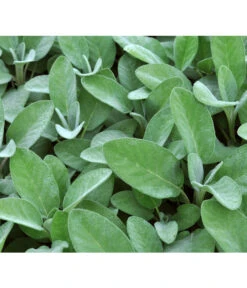 Dehner Gourmet Garten Salbei -Ecopotos Geschaft 2782373 BildD 001 GourmetGartenSilbersalbeiCulinariaGgSalbeiCulinaria