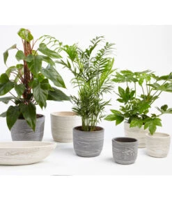 Dehner Keramik-Jardiniere Wood, Oval, Ca. B48/H12/T14 Cm 8 Dehner Keramik-Jardiniere Wood, Oval, Ca. B48/H12/T14 Cm -Ecopotos Geschaft 2890713 WE MO 001 TopfWoodGrauCremeFotoshootingUveSauerFebruar2016