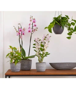 Dehner Keramik-Jardiniere Wood, Oval, Ca. B48/H12/T14 Cm 9 Dehner Keramik-Jardiniere Wood, Oval, Ca. B48/H12/T14 Cm -Ecopotos Geschaft 2890903 PR MO 012 TopfJardiniereWoodGrauUveSauer