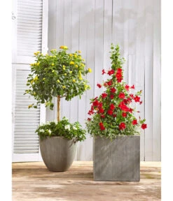 Dehner Polystone-Topf Brisbane In Riffeloptik, Rund 10 Dehner Polystone-Topf Brisbane In Riffeloptik, Rund -Ecopotos Geschaft 3158847 3158870 3158888 WE MO 001 PolystoneTopfinRiffeloptikrundsand