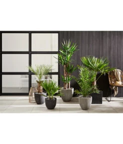 Dehner Polystone-Topf Brisbane In Riffeloptik, Rund 11 Dehner Polystone-Topf Brisbane In Riffeloptik, Rund -Ecopotos Geschaft 3158847 3158870 3158888 WE MO 002 PolystoneTopfinRiffeloptikrundsand