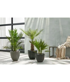 Dehner Polystone-Topf Brisbane In Riffeloptik, Rund 12 Dehner Polystone-Topf Brisbane In Riffeloptik, Rund -Ecopotos Geschaft 3158847 3158870 3158888 WE MO 003 PolystoneTopfinRiffeloptikrundsand