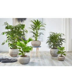 Fischschwanzpalme - Caryota Mitis 7 Fischschwanzpalme - Caryota Mitis -Ecopotos Geschaft 4023768 PR MO 001 TopfNewLookPalmen