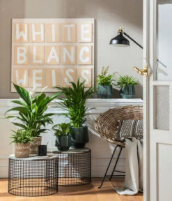 Grünlilie - Chlorophytum Comosum -Ecopotos Geschaft 4099883 PR MO 001 TopfElsaPetrolKorbPapette