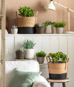 Greiskraut - Senecio Talinoides 'Aquarine Mount Everest®' -Ecopotos Geschaft 4106035 6904783 4106043 6938864 4439196 WE MO 001 TopfLinaKorbRob