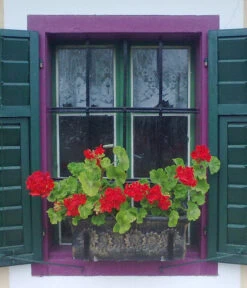 Roto Kunststoff-Pflanzkasten Planika, Rechteckig, Dunkelgrau, Ca. B49,5/H18,5/T20,5 Cm 7 Roto Kunststoff-Pflanzkasten Planika, Rechteckig, Dunkelgrau, Ca. B49,5/H18,5/T20,5 Cm -Ecopotos Geschaft 4145769 WE MO 002 RotoKastenPlanika