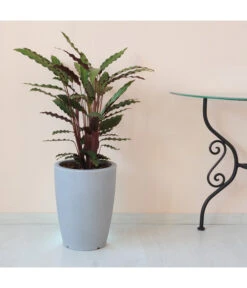 Farmet Kunststoff-Pflanzkübel Hydra 7 Farmet Kunststoff-Pflanzkübel Hydra -Ecopotos Geschaft 4183133 WE DE 002 HYDRARunderPflanzkuebelDurchmesser30cm40cmhochSTEINBEIGE