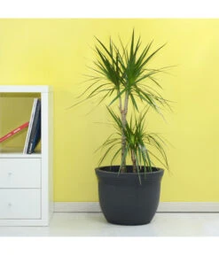 Farmet Kunststoff-Pflanzkübel Eos, Ca. ø 40/H29 Cm, Dunkelanthrazit -Ecopotos Geschaft 4185310 WE DE 002 EOSRunderPflanzkuebelDurchmesser40cm29cmhochDUNKELANTHRAZIT