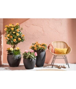 Zimmerhibiskus - Hibiscus Rosa-sinensis, Verschiedene Sorten 14 Zimmerhibiskus - Hibiscus Rosa-sinensis, Verschiedene Sorten -Ecopotos Geschaft 4319398 PR MO 001 KunststoffTopfSchwarz