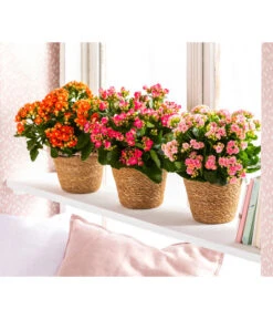 Dehner Seegras-Korb Igmar, Konisch -Ecopotos Geschaft 4438917 WE MO 006 TopfIgmar