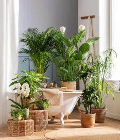 Dehner Seegras-Korb Igmar, Konisch -Ecopotos Geschaft 4440343 4439022 4438990 WE MO 002 IgmarBraun