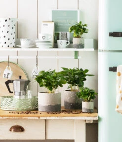 Kaffeepflanze - Coffea Arabica 8 Kaffeepflanze - Coffea Arabica -Ecopotos Geschaft 4456901 4456919 WE MO 002 TopfKaffeeBraun