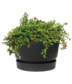 Elho Kunststoff-Schale Greenville, Ca. Ø33/H19,5 Cm -Ecopotos Geschaft 4474292 WE DE 001 elhoKunststoffSchaleGreenville