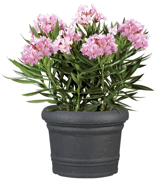 Scheurich Kunststoff-Topf Venice, Rund, Ca. Ø60/H44,5 Cm 4 Scheurich Kunststoff-Topf Venice, Rund, Ca. Ø60/H44,5 Cm – Bild 2