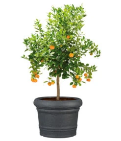 Scheurich Kunststoff-Topf Venice, Rund, Ca. Ø60/H44,5 Cm 12 Scheurich Kunststoff-Topf Venice, Rund, Ca. Ø60/H44,5 Cm -Ecopotos Geschaft 4498416 WE FS 003 ScheurichKunststoffTopfVenicerund