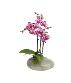 Dehner Keramik-Übertopf Stone, Oval, B36/H13/T37 Cm -Ecopotos Geschaft 5281373 Bild FS 002 ExclusiveOrchideenkeramikStoneGrau