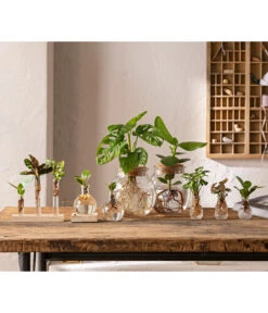 Waterplant Balsamapfel Im Kugelglas - Clusia Rosea 'Princess', Mit LED 8 Waterplant Balsamapfel Im Kugelglas - Clusia Rosea 'Princess', Mit LED -Ecopotos Geschaft 6125066 WE MO 001 WaterPlants 1