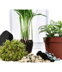 Flaschengarten DIY-Set Kleiner Regenwald, 7-teilig, Ca. Ø16/H27 Cm -Ecopotos Geschaft 6188460 WE DE 001 FlaschengartenMittel