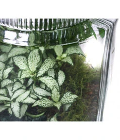 Flaschengarten DIY-Set Kleiner Regenwald, 7-teilig, Ca. Ø16/H27 Cm -Ecopotos Geschaft 6188460 WE DE 002 FlaschengartenMittel