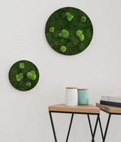 StyleGREEN Bild Aus Wald- Und Kugelmoos, Kreisförmig, Ca. Ø34 Cm -Ecopotos Geschaft 6429757 6429765 WE MO 001 Wald Kugelmoosbild