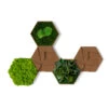 StyleGREEN Bilder-Set Aus Moos Und Kork, Hexagon, 5-teilig 2 StyleGREEN Bilder-Set Aus Moos Und Kork, Hexagon, 5-teilig -Ecopotos Geschaft 6429856 WE FS 001 HexagonSet5er