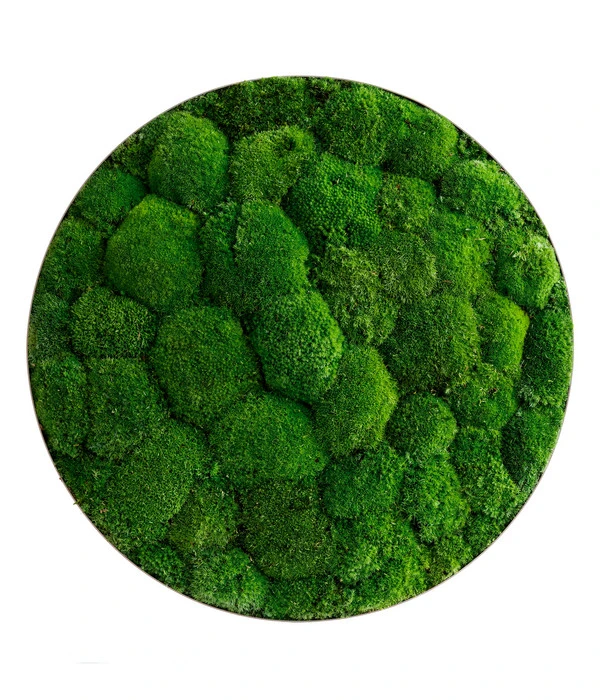 StyleGREEN Bild Aus Kugelmoos, Ellipsoid, Ca. Ø54 Cm 3 StyleGREEN Bild Aus Kugelmoos, Ellipsoid, Ca. Ø54 Cm