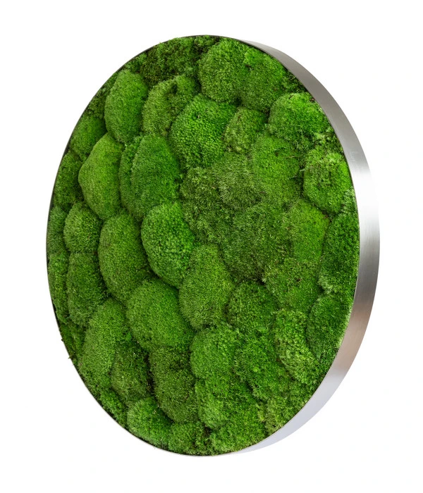 StyleGREEN Bild Aus Kugelmoos, Ellipsoid, Ca. Ø54 Cm 4 StyleGREEN Bild Aus Kugelmoos, Ellipsoid, Ca. Ø54 Cm – Bild 2