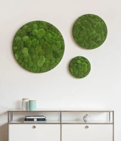 StyleGREEN Bild Aus Kugelmoos, Ellipsoid, Ca. Ø54 Cm 8 StyleGREEN Bild Aus Kugelmoos, Ellipsoid, Ca. Ø54 Cm -Ecopotos Geschaft 6429963 WE MO 002 KugelmoosEllipsoid54cmStylegreen