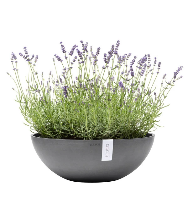 Ecopots Kunststoff-Topf Vienna, Rund, Grau, Ca. Ø50/H18 Cm 4 Ecopots Kunststoff-Topf Vienna, Rund, Grau, Ca. Ø50/H18 Cm – Bild 2