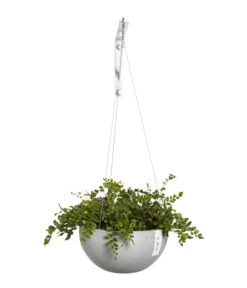 Ecopots Kunststoff-Hängeampel Brussels, Rund, Ca. Ø26,5/H13 Cm 9 Ecopots Kunststoff-Hängeampel Brussels, Rund, Ca. Ø26,5/H13 Cm -Ecopotos Geschaft 6614606 WE FS 002 EcopotsKunststoffHaengeampelBrusselsrund