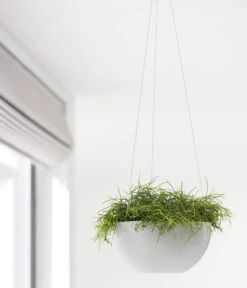 Ecopots Kunststoff-Hängeampel Brussels, Rund, Ca. Ø26,5/H13 Cm 12 Ecopots Kunststoff-Hängeampel Brussels, Rund, Ca. Ø26,5/H13 Cm -Ecopotos Geschaft 6614606 WE MO 001 EcopotsKunststoffHaengeampelBrusselsrund